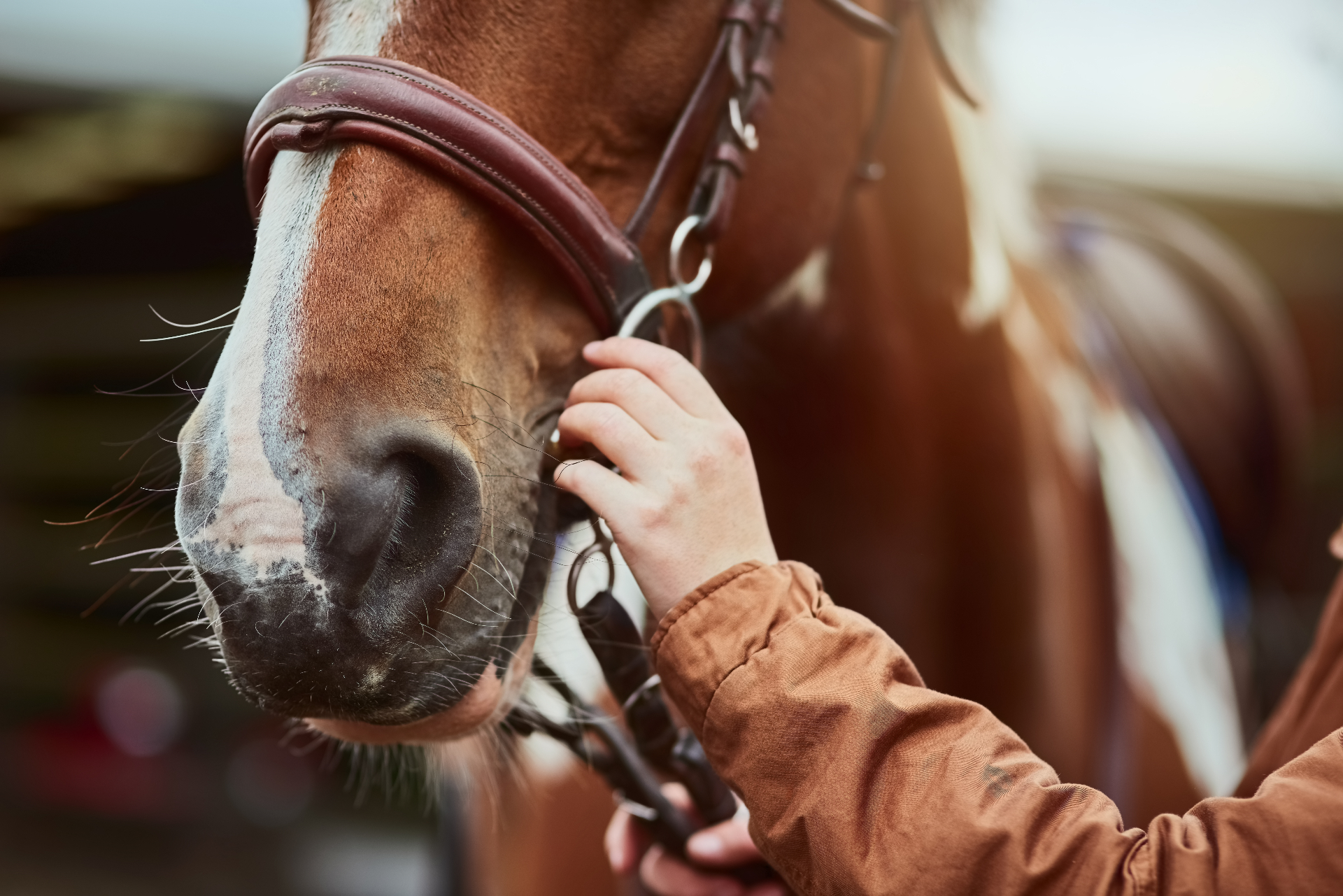 Caring hands gently touching a therapy horse at Equine Education Foundation