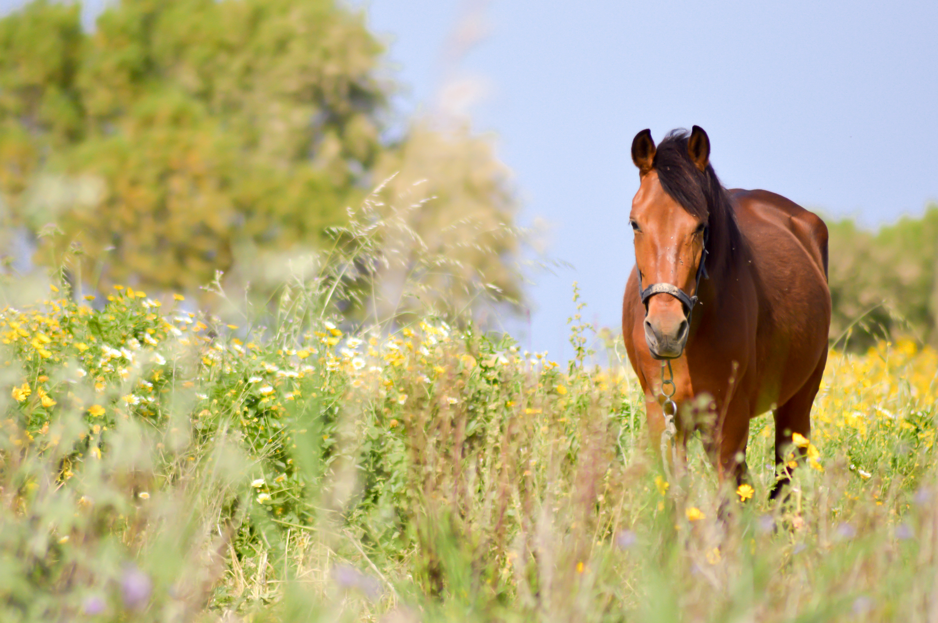 Beautiful bay horse standing in a serene meadow with wildflowers representing the healing power of nature