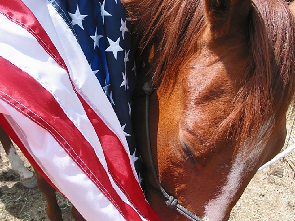 Watch our story - Veterans finding healing through equine therapy at Equine Education Foundation